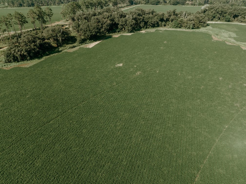 Image for 81.54+/- Acres Located in Calhoun County – The Estate of Curtis B. Adams