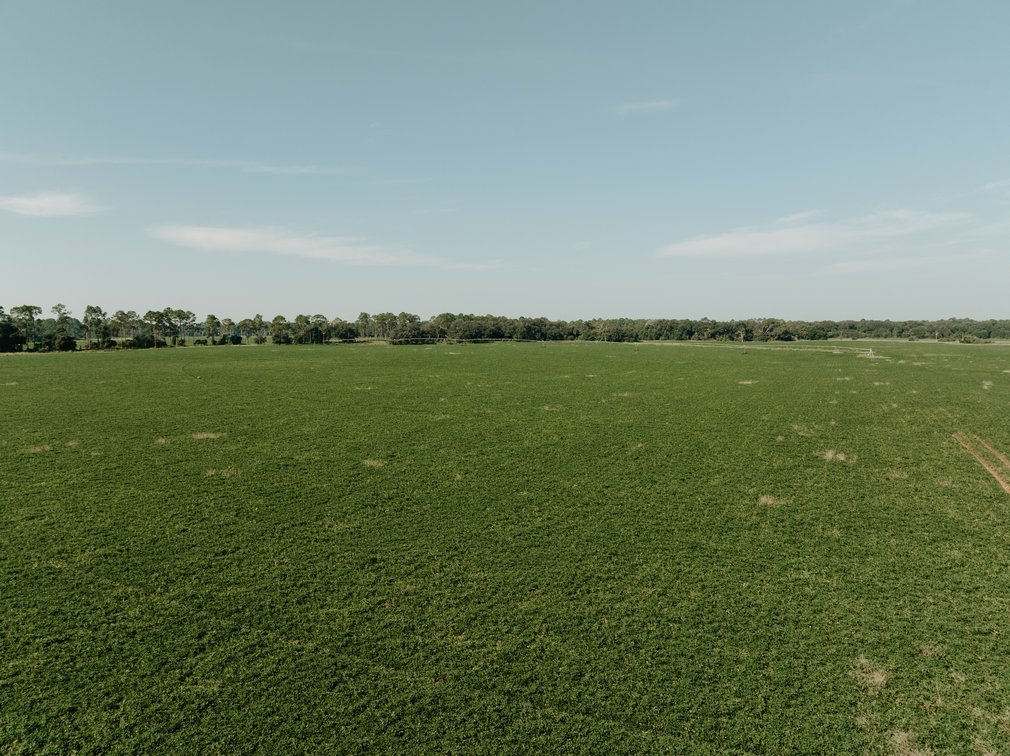 Image for 81.54+/- Acres Located in Calhoun County – The Estate of Curtis B. Adams