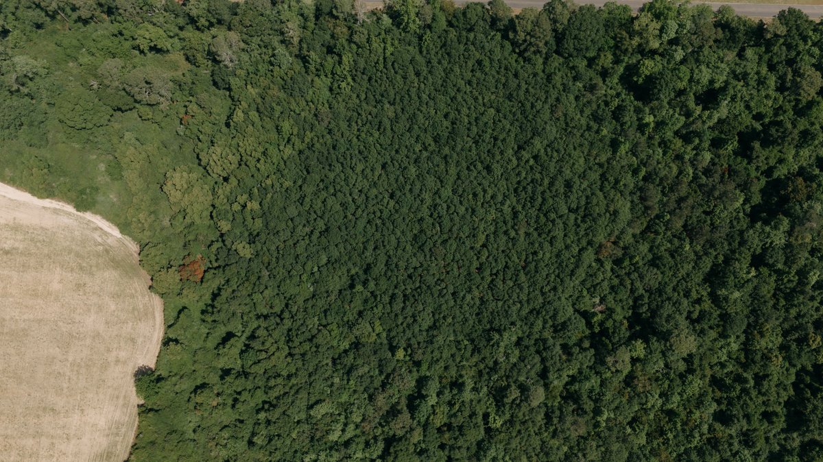 Image for 143 +/- Acre Investment Opportunity in Northern Thomas County, Georgia