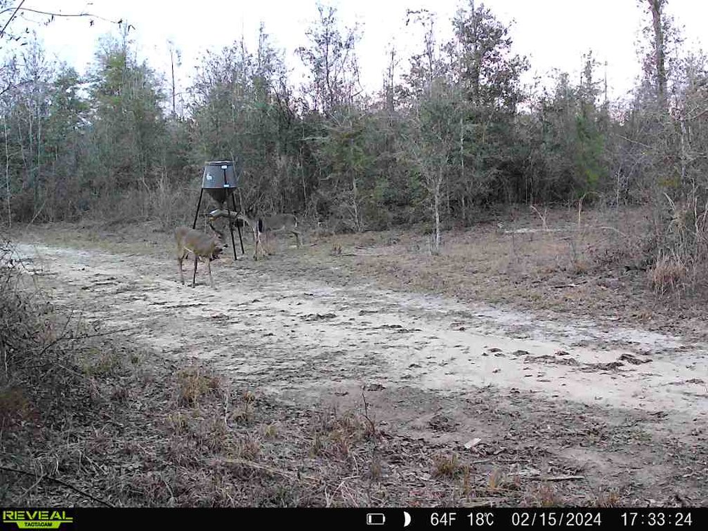 Image for 140.5 +/-  Acre Recreational Tract Jackson County, Florida