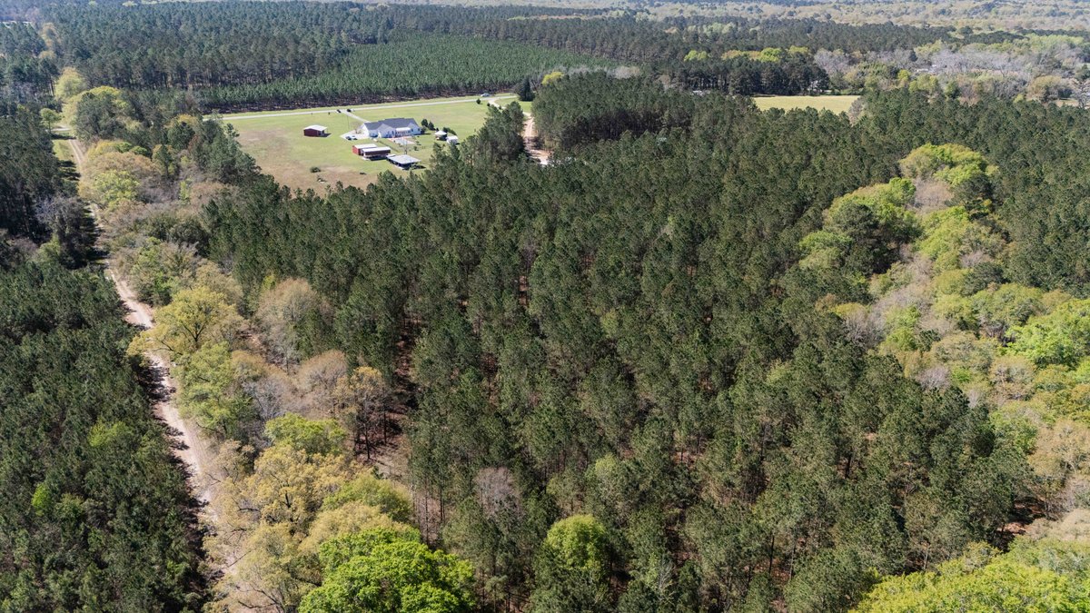 Image for 15.05± Acres of Planted Pine Timberland | Mitchell County, GA