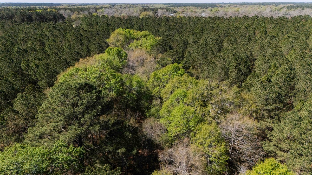 Image for 15.05± Acres of Planted Pine Timberland | Mitchell County, GA