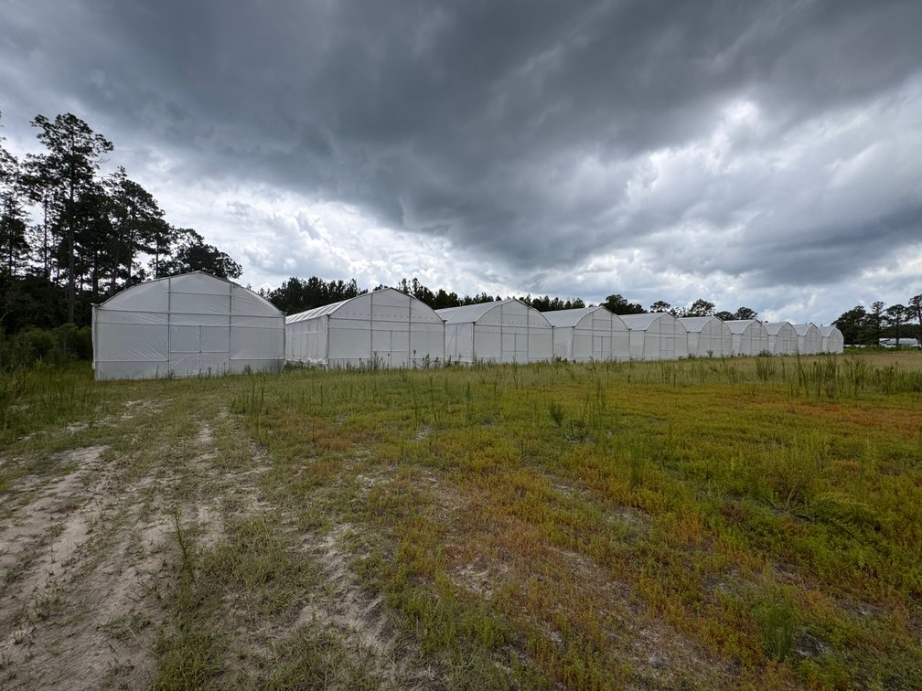 Image for Hawthorne, Florida Greenhouse Auction — Ten High Tunnel Greenhouses Selling Individually