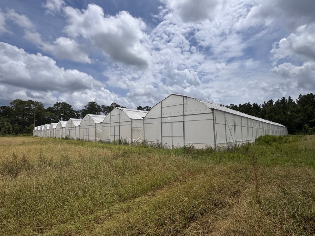 Image for Hawthorne, Florida Greenhouse Auction — Ten High Tunnel Greenhouses Selling Individually