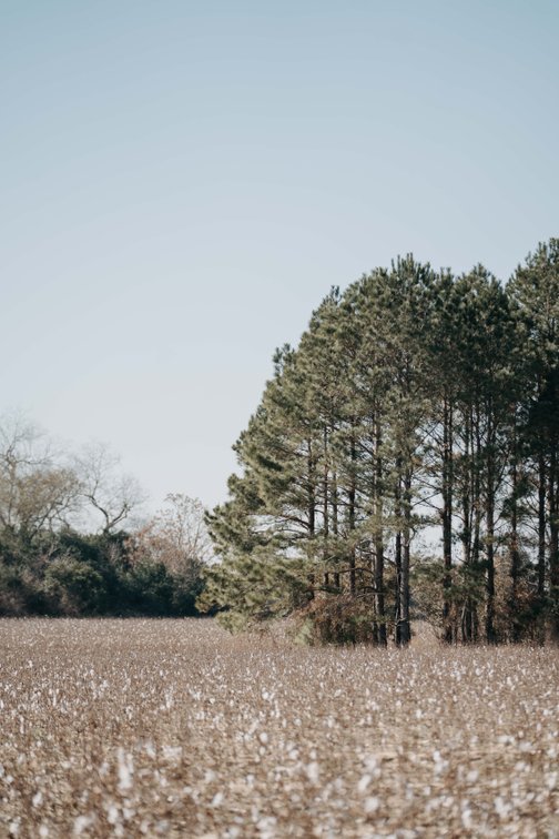 Image for *SOLD* 365.4 +/- Acres of Prime Baker County Farmland – Agricultural, Timber, and Recreational Opportunities *SOLD*