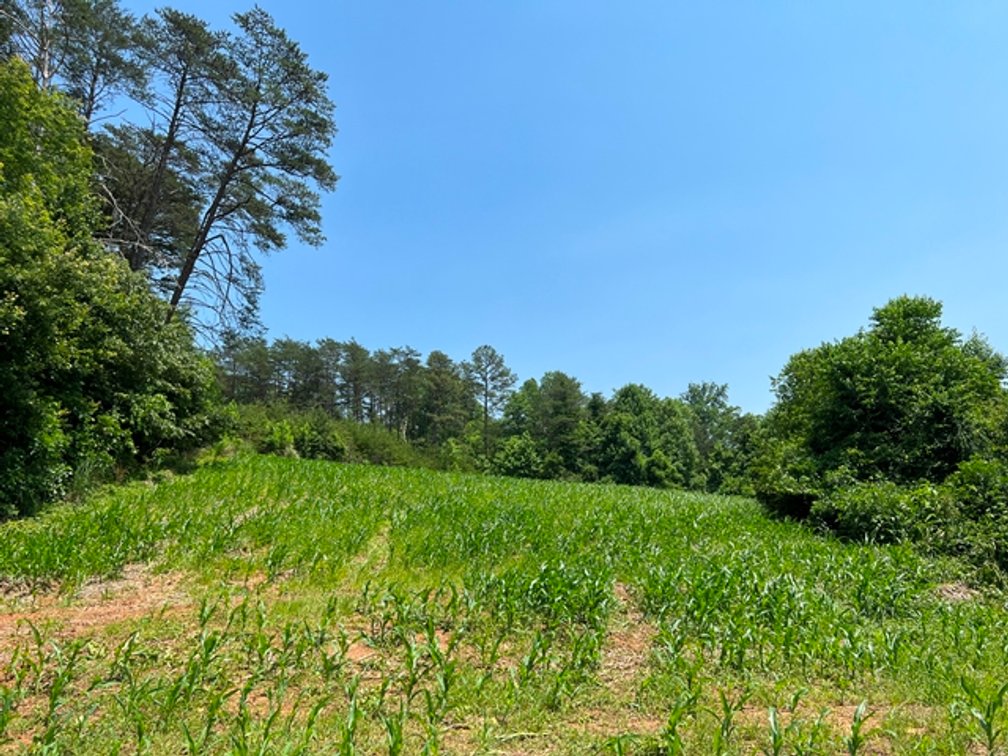 Image for Estate of The Late Jimmy Ray Newman - 150± Acres with 1 Home & Additional Buildings