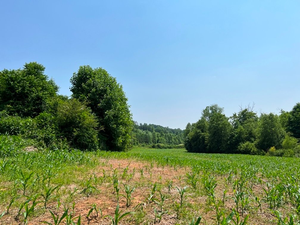 Image for Estate of The Late Jimmy Ray Newman - 150± Acres with 1 Home & Additional Buildings