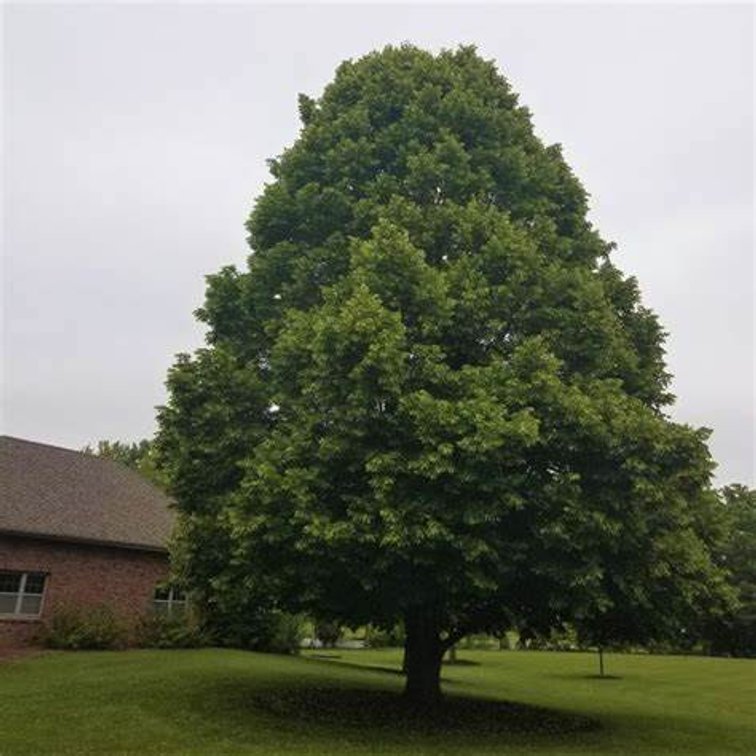 Image for Trees & Mulch: Black Hills Spruce, White Pine & More