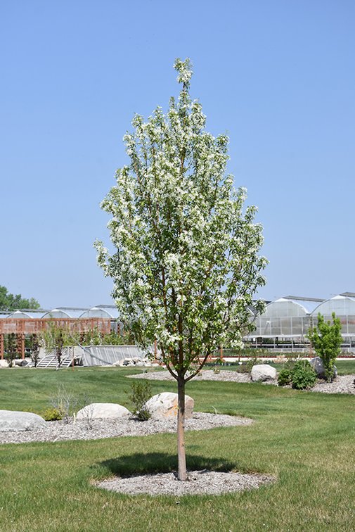 Image for Trees & Mulch: Black Hills Spruce, White Pine & More