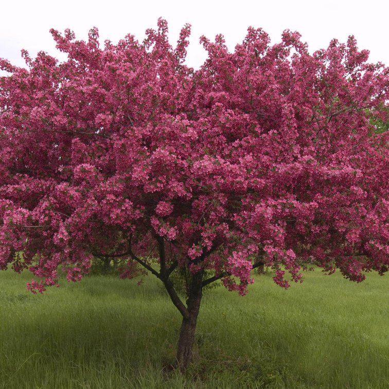Image for Trees: Black Hills Spruce, White Pine & More