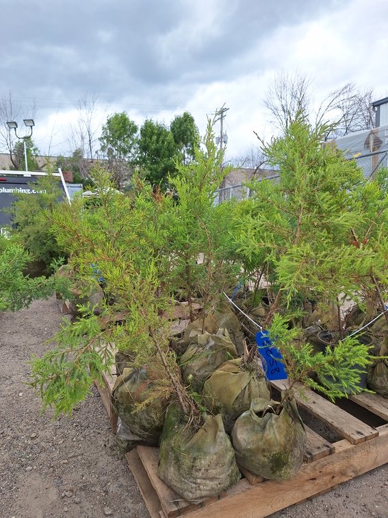 Image for Red Cedar Arborvitaes