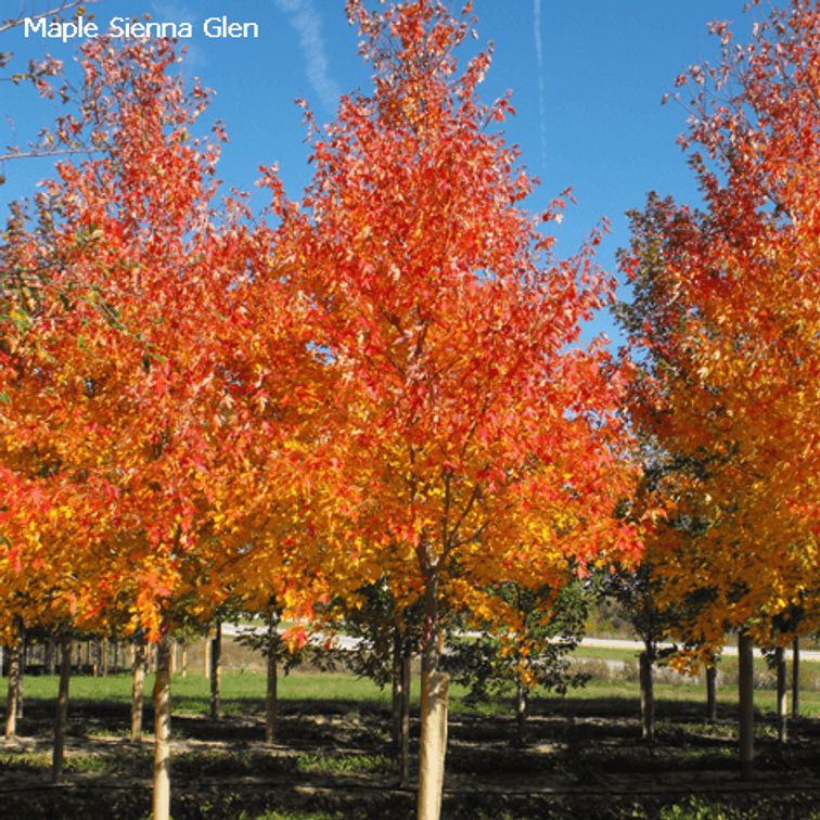 Image for Trees & Mulch