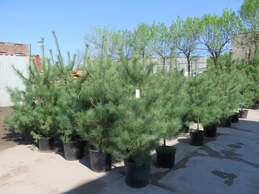 Image for Trees: Black Hills Spruce, White Pine & More