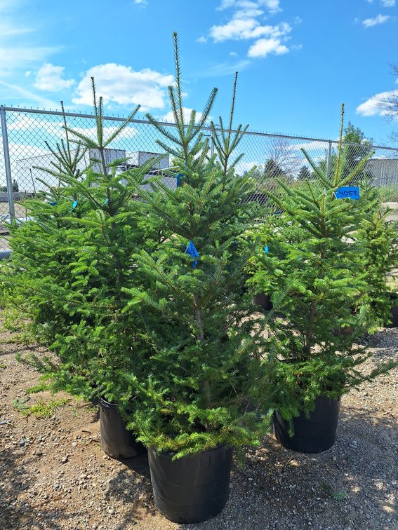 Image for Trees: Black Hills Spruce, White Pine & More