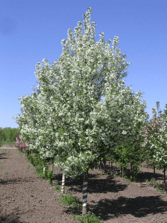 Image for Trees: Black Hills, White Pines, More