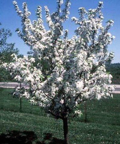 Image for Trees: Black Hills, White Pines, More
