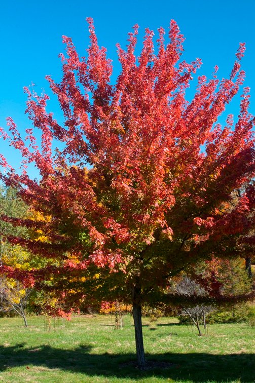 Image for Trees: Black Hills, White Pines, More