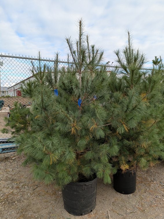 Image for Trees: Black Hills, White Pines, More