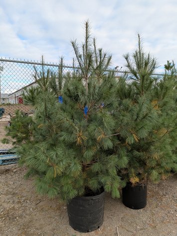 Image for Trees: Black Hills, White Pines, More
