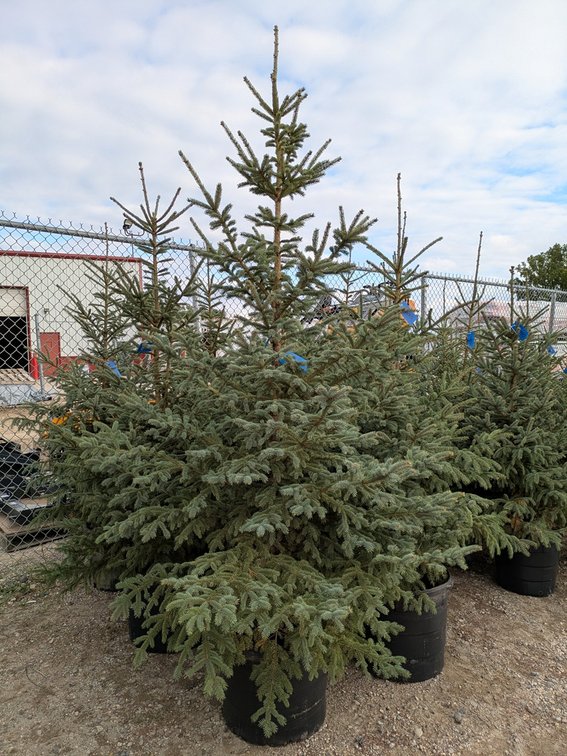 Image for Trees: Black Hills, White Pines, More