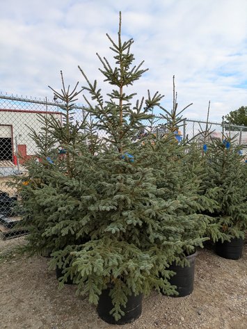 Image for Trees: Black Hills, White Pines, More