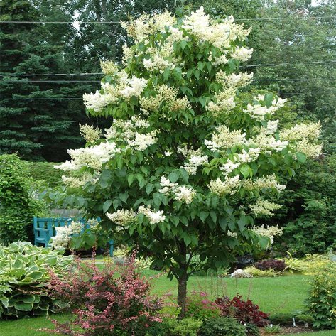 Image for Trees: Black Hills, White Pines, More