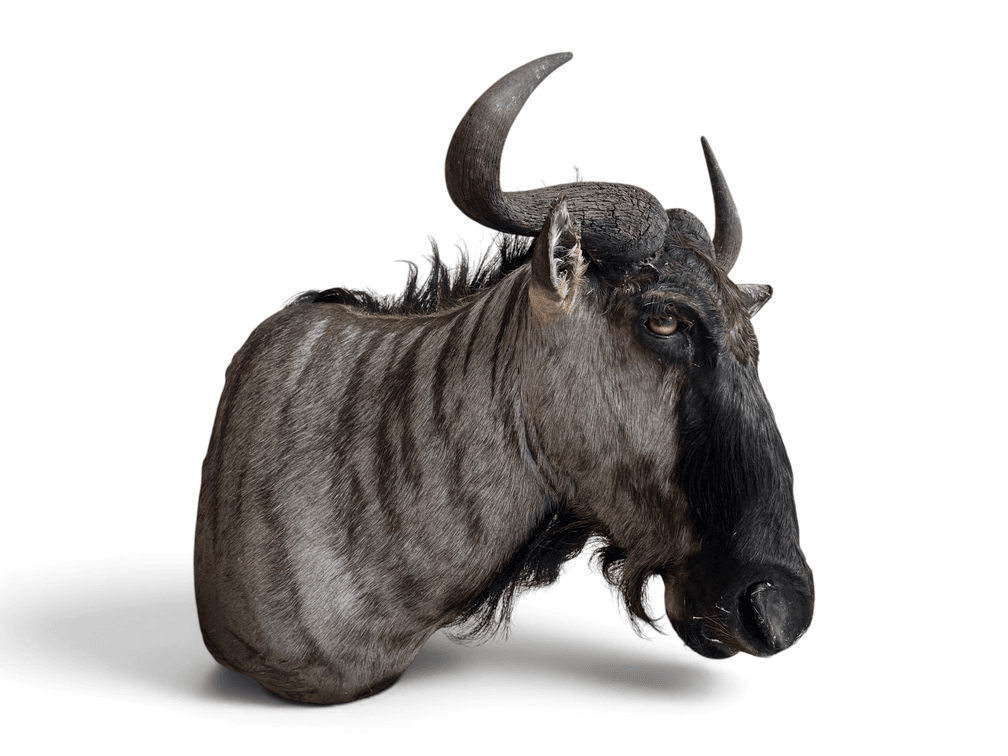 Image for BIG GAME SPORTSMAN 