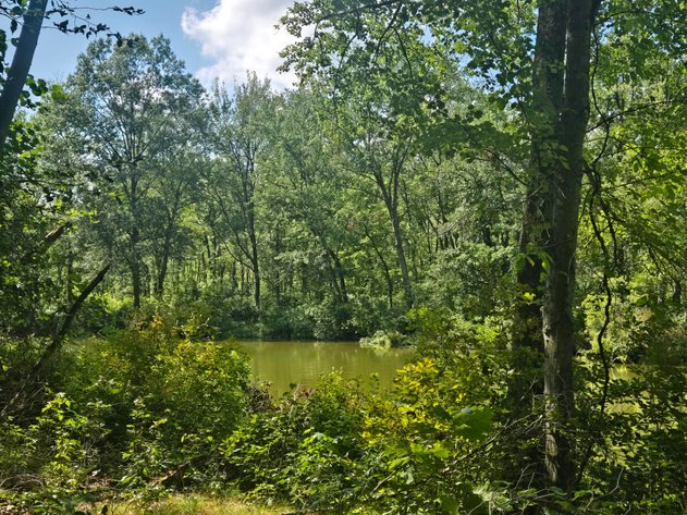 Image for Attention Builders and Dreamers...Check out this 3.96 +/- Acre Picture-Perfect Wooded Lot in Alloway Township