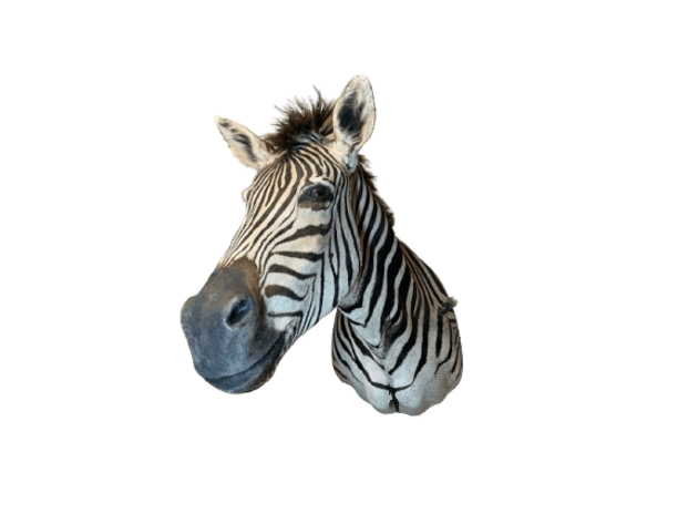 Image for Estate of Terry Mayer Taxidermy | East Greenville, PA | September 22, 2026 at 8:00