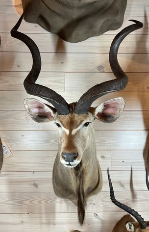 Image for Estate of Terry Mayer Taxidermy | East Greenville, PA | September 22, 2026 at 8:00