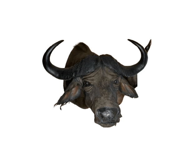 Image for Estate of Terry Mayer Taxidermy | East Greenville, PA | September 22, 2026 at 8:00