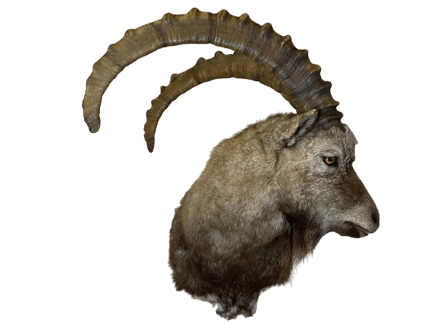 Image for Estate of Terry Mayer Taxidermy | East Greenville, PA | September 22, 2026 at 8:00