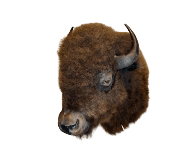 Image for Estate of Terry Mayer Taxidermy | East Greenville, PA | September 22, 2026 at 8:00