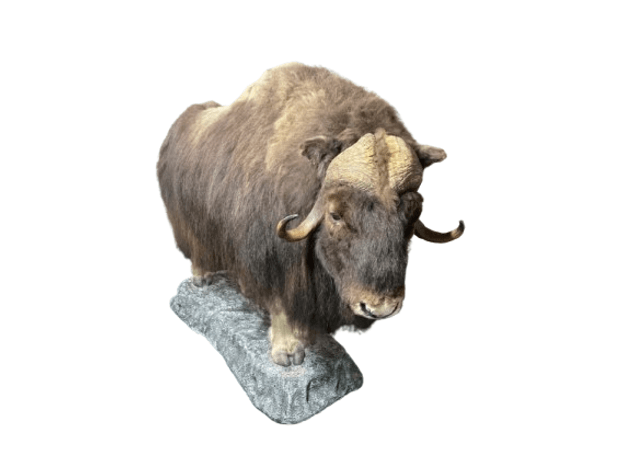 Image for Estate of Terry Mayer Taxidermy | East Greenville, PA | September 22, 2026 at 8:00