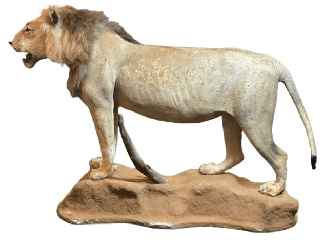 Image for Estate of Terry Mayer Taxidermy | East Greenville, PA | September 22, 2026 at 8:00