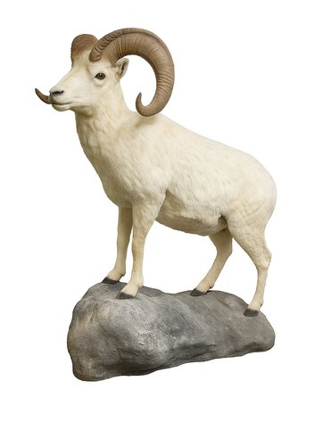 Image for Estate of Terry Mayer Taxidermy | East Greenville, PA | September 22, 2026 at 8:00