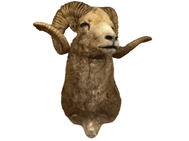 Image for Estate of Terry Mayer Taxidermy | East Greenville, PA | September 22, 2026 at 8:00