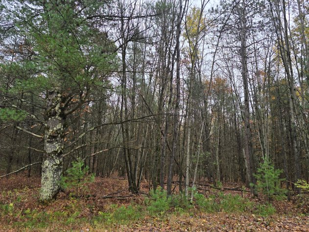 Image for SOLD!!!   MLS# 1940716 - 20 Acres Hunting Land