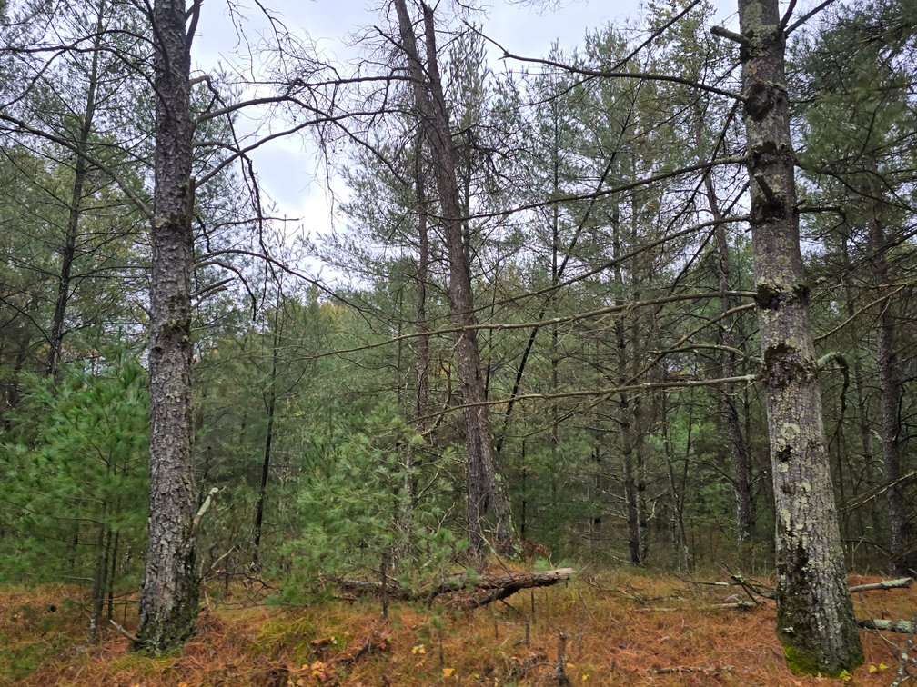 Image for SOLD!!!   MLS# 1940716 - 20 Acres Hunting Land