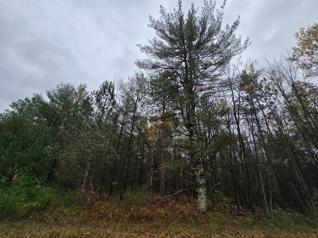 Image for SOLD!!!   MLS# 1940716 - 20 Acres Hunting Land