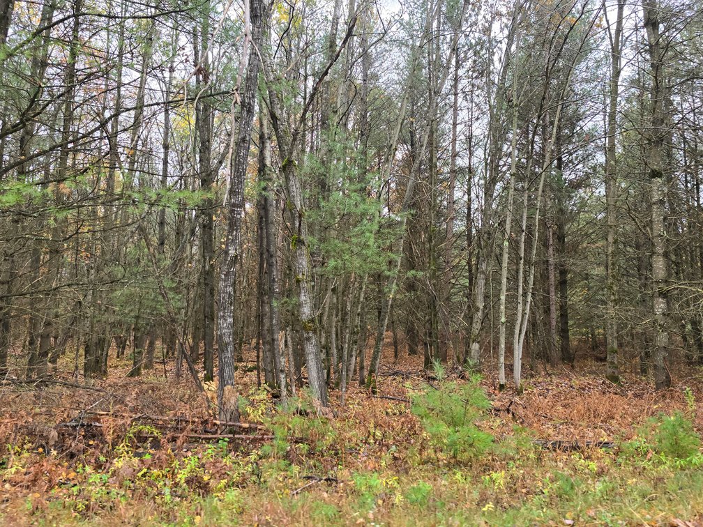 Image for SOLD!!!   MLS# 1940716 - 20 Acres Hunting Land