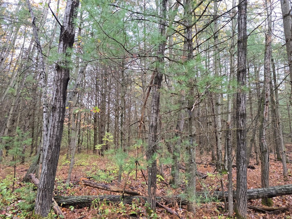 Image for SOLD!!!   MLS# 1940716 - 20 Acres Hunting Land