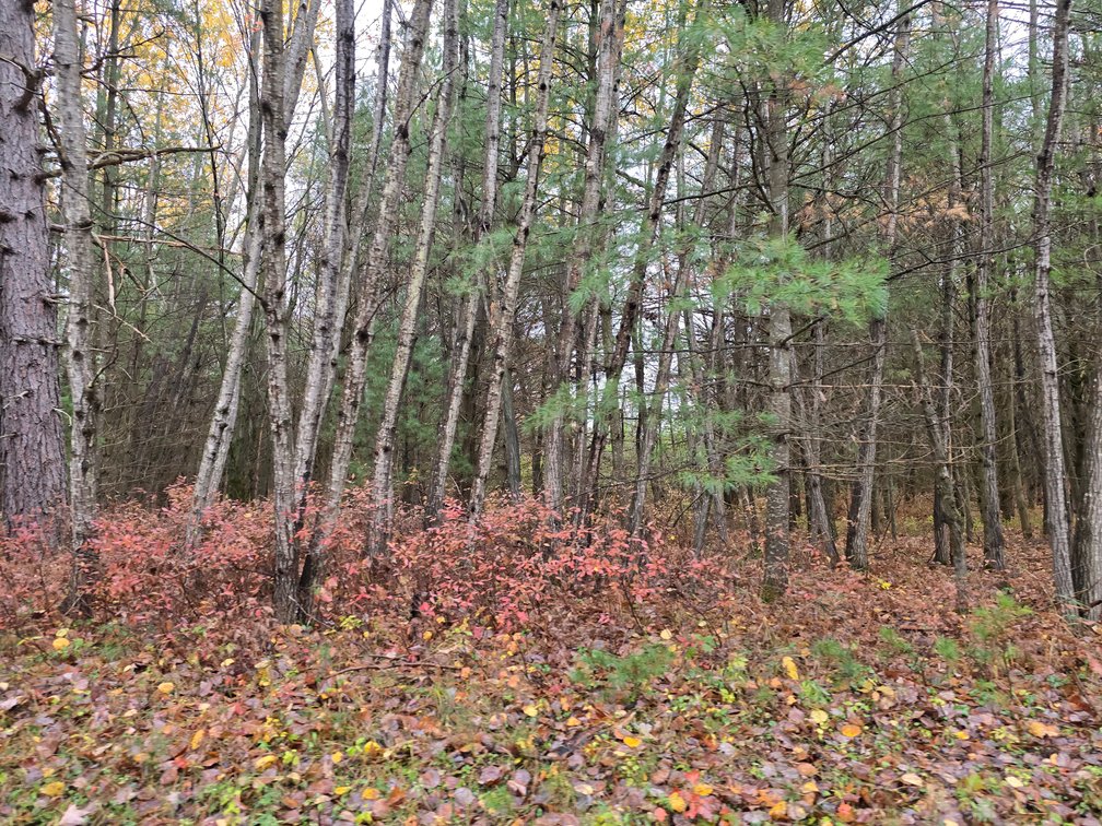 Image for SOLD!!!   MLS# 1940716 - 20 Acres Hunting Land