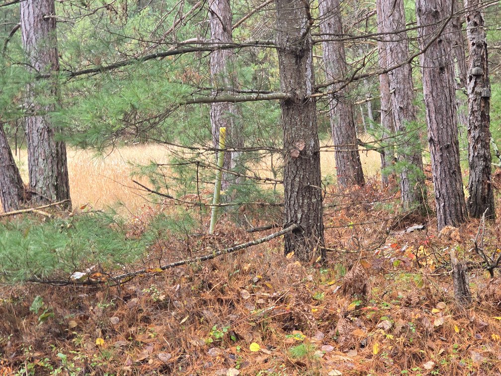 Image for SOLD!!!   MLS# 1940716 - 20 Acres Hunting Land