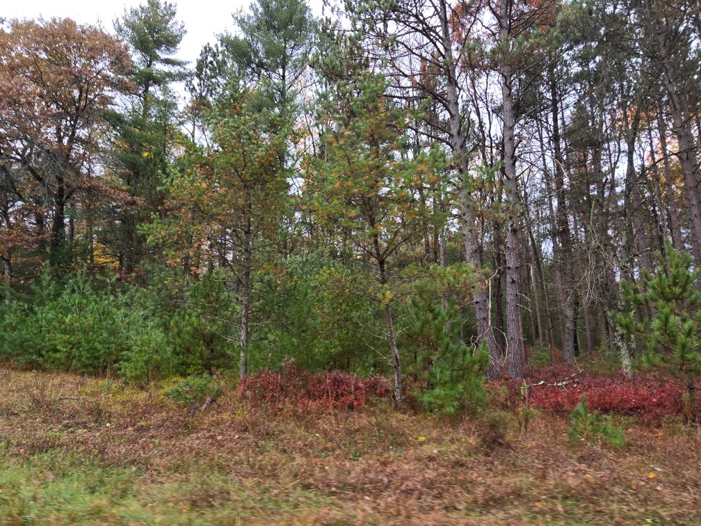 Image for SOLD!!!   MLS# 1940716 - 20 Acres Hunting Land
