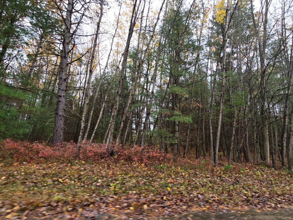 Image for SOLD!!!   MLS# 1940716 - 20 Acres Hunting Land