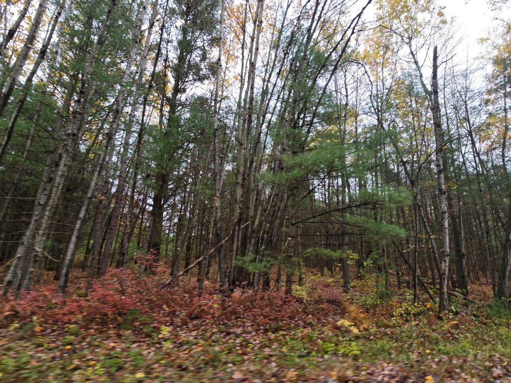 Image for SOLD!!!   MLS# 1940716 - 20 Acres Hunting Land