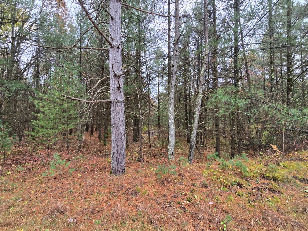 Image for SOLD!!!   MLS# 1940716 - 20 Acres Hunting Land
