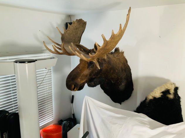Image for Taxidermy & More-Colorado Springs