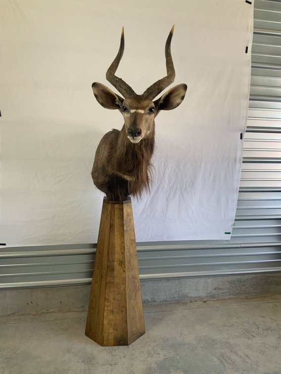 Image for Taxidermy Monument